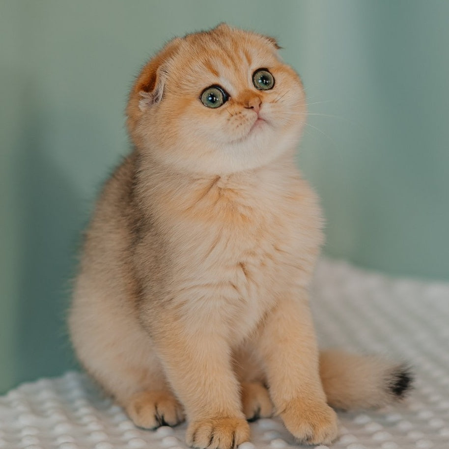 Feride Scottish Fold female, black golden shaded
