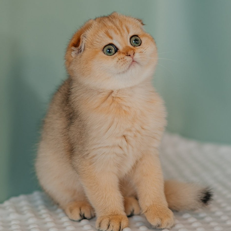 Feride Scottish Fold female, black golden shaded