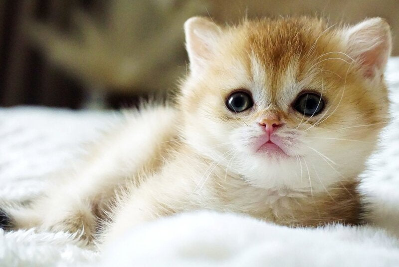 Emily British Shorthair female, black golden shaded