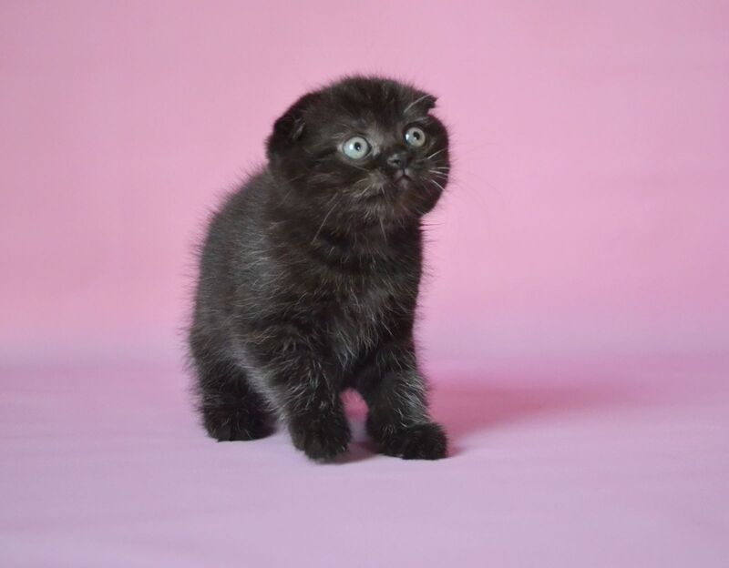 Mikola Scottish Fold male, black