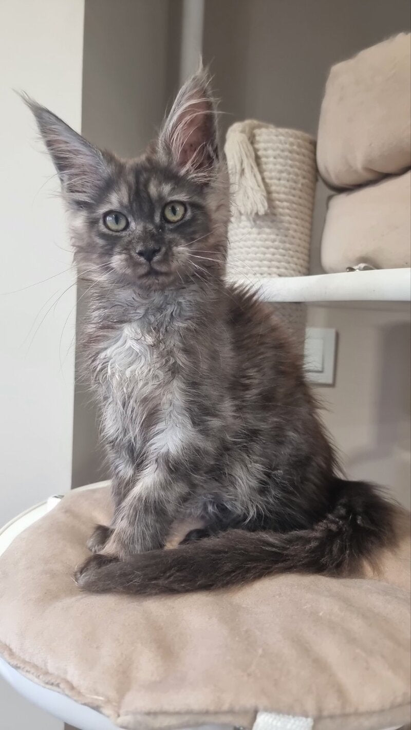 Cassia Maine Coon female black silver - live animals