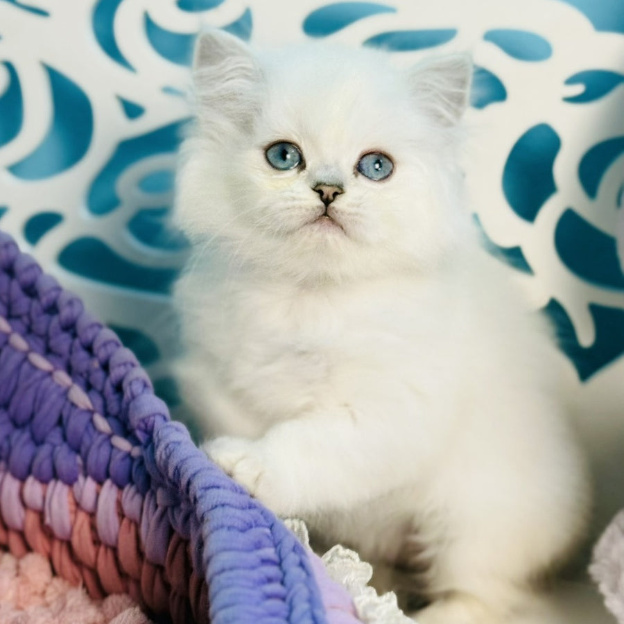 Arctic Scottish Straight male, black silver chinchilla pointed