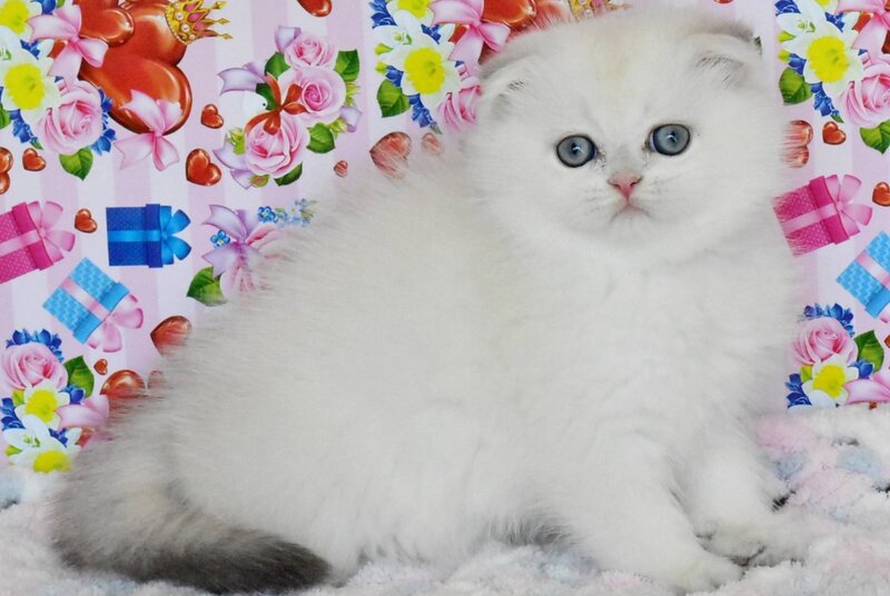 Umka Scottish Fold male, blue golden shaded