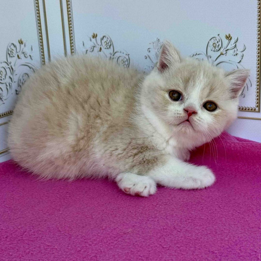 Vinny Scottish Straight male, cream bicolour
