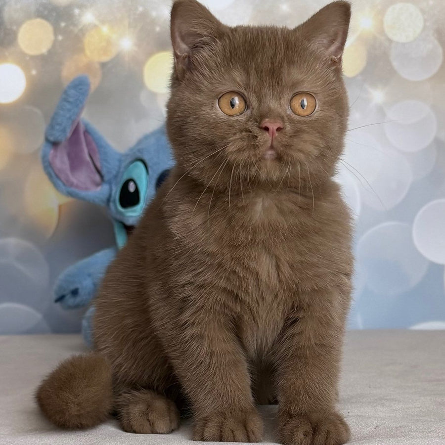 Patrick British Shorthair male, cinnamon