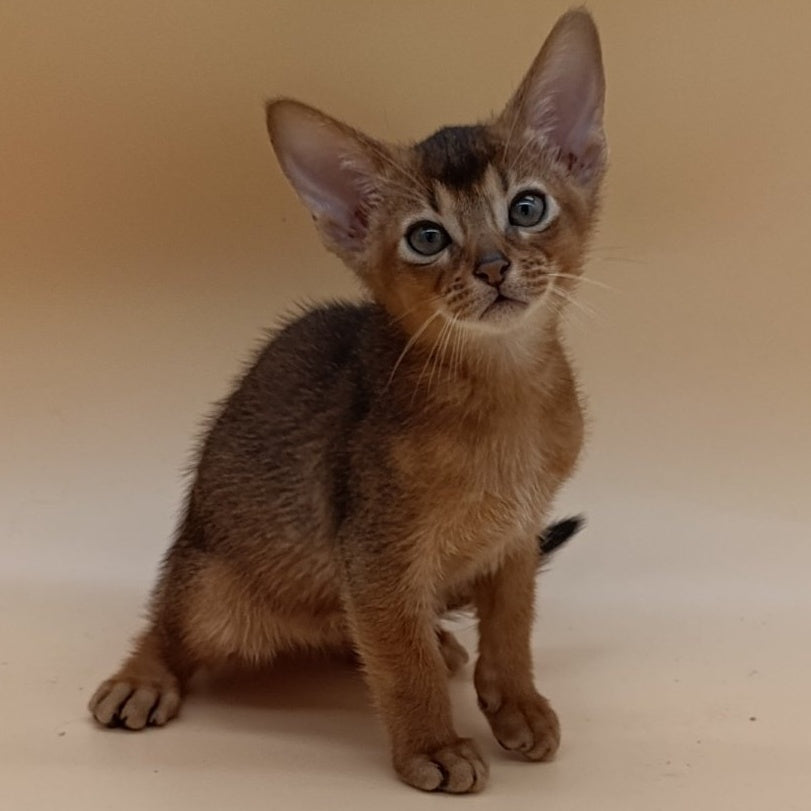 Mikkel Abyssinian male, ruddy