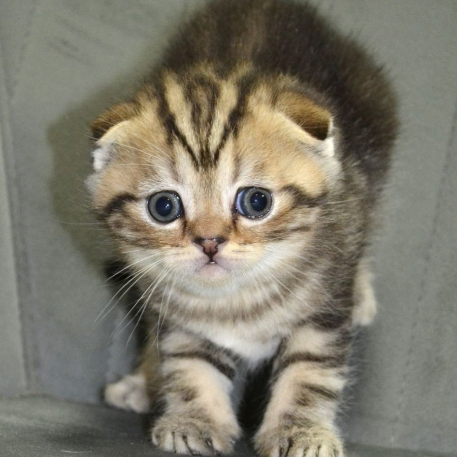 Anabel Scottish Fold male, black tabby