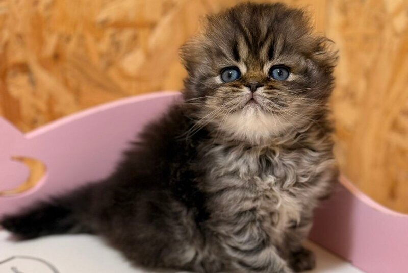 Fekla Scottish Fold female, black tabby