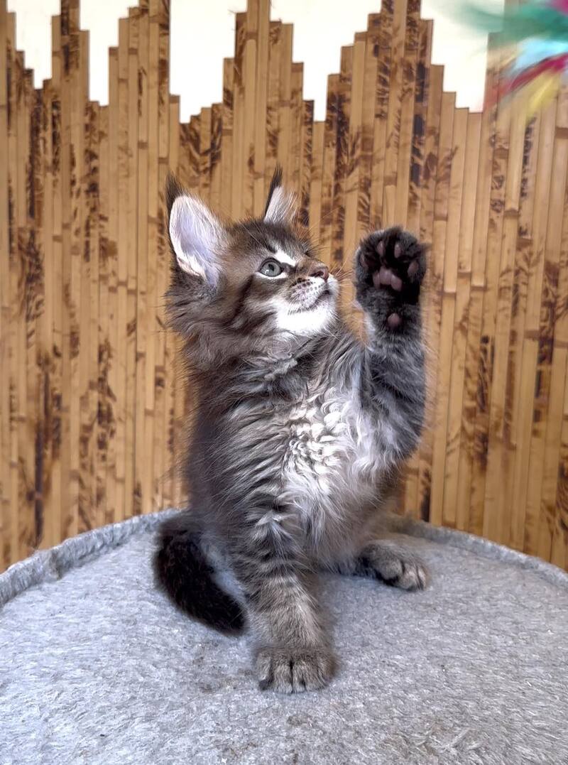 Uzhik Maine Coon male, black ticked tabby