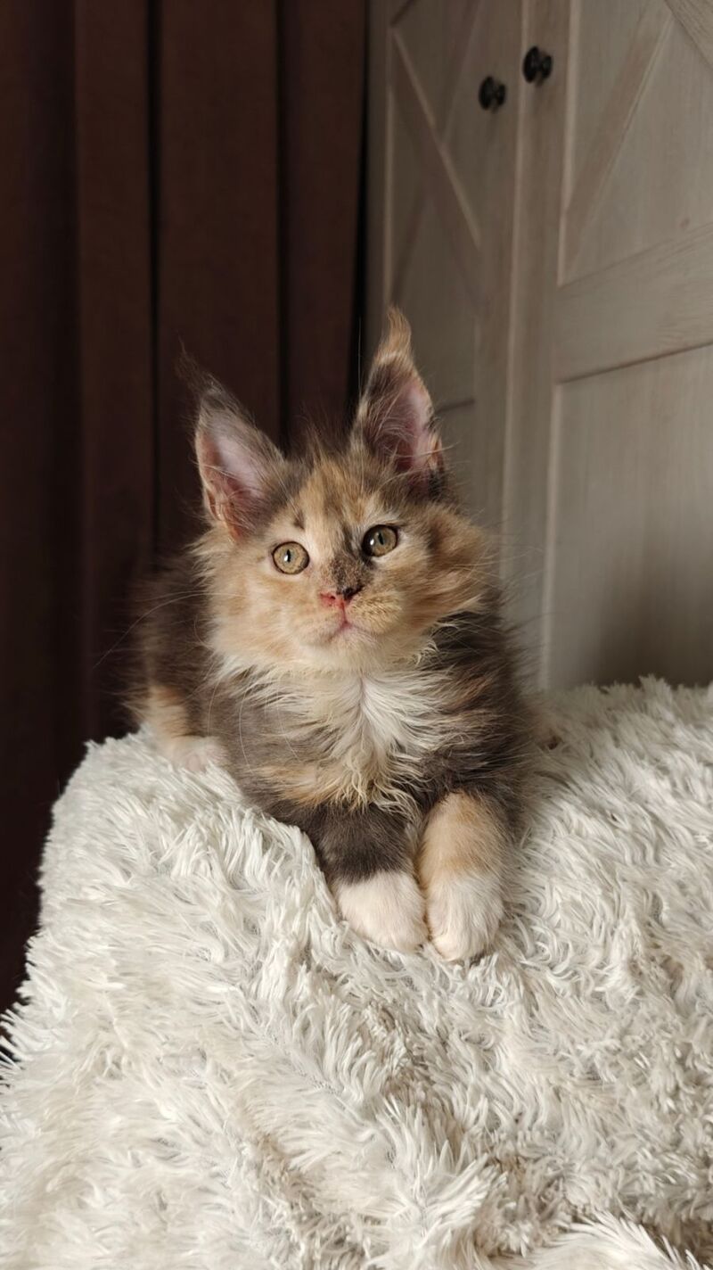 Quintara Maine Coon female blue tortie tabby bicolour live animals