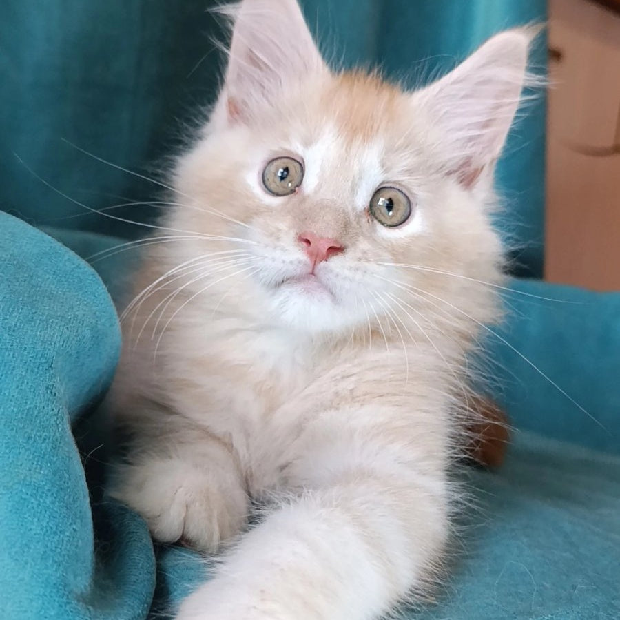 Quentin Maine Coon male, red silver