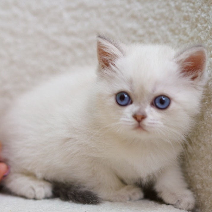 Bi Bi Scottish Straight female, blue tabby pointed
