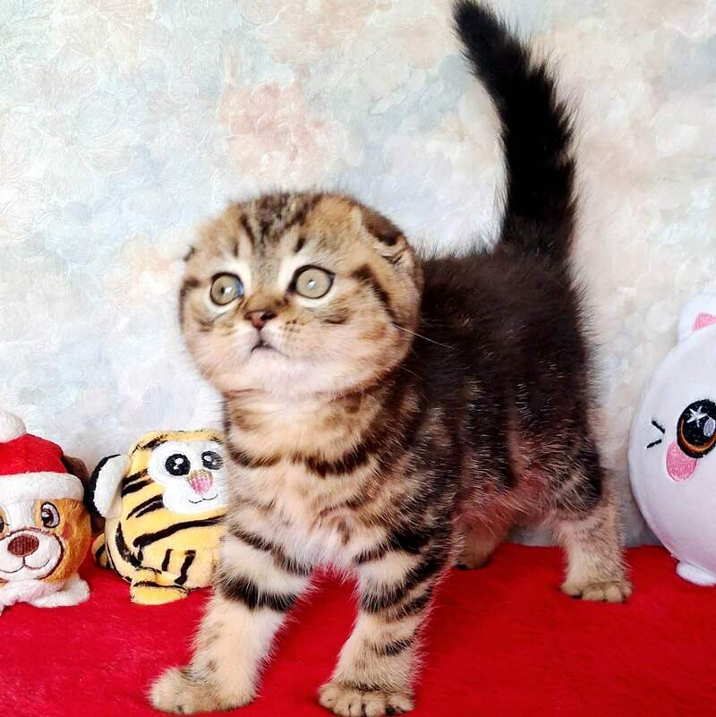 Shakira Scottish Fold female, black tabby