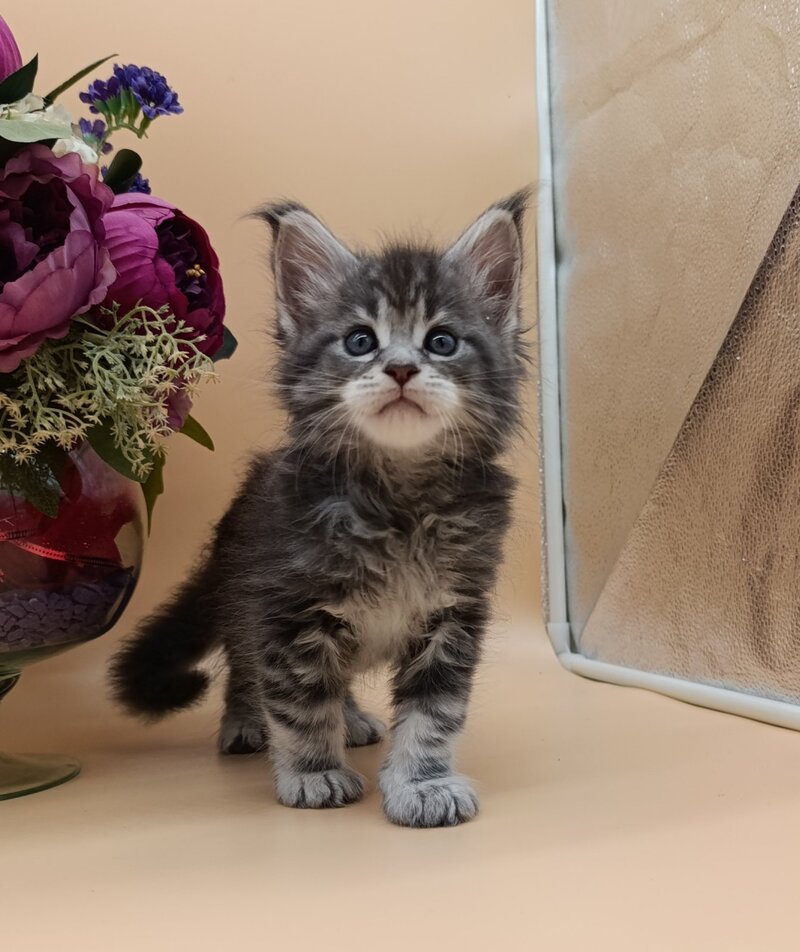 Duncan Maine Coon male, blue silver tabby