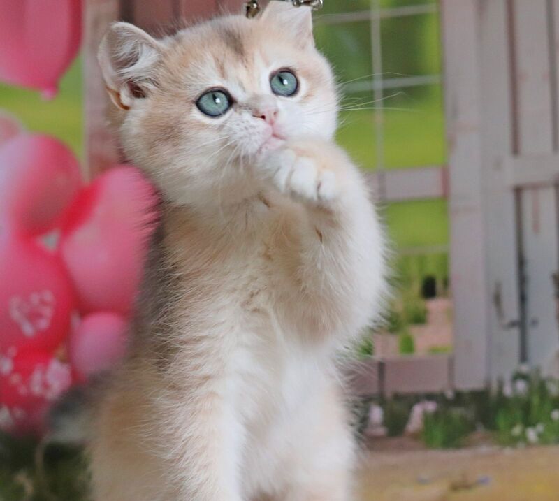 Preston British Shorthair male, black golden chinchilla