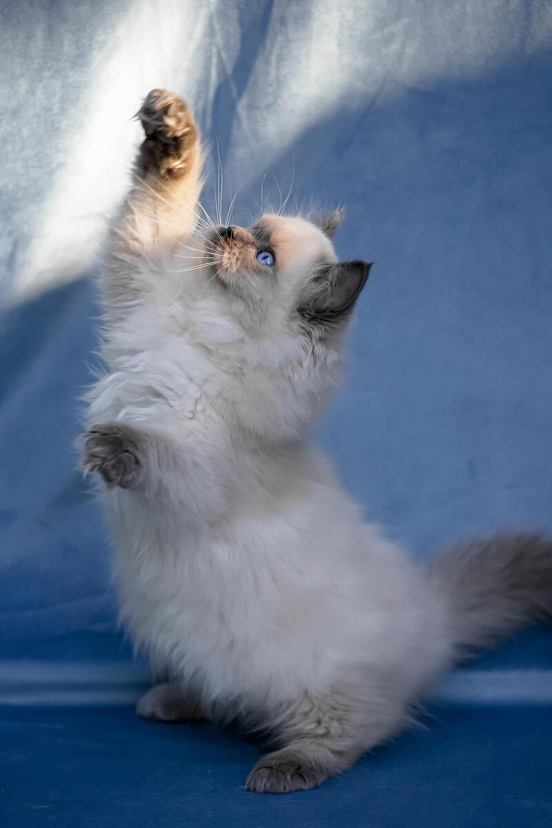 Muffin Ragdoll male, blue pointed