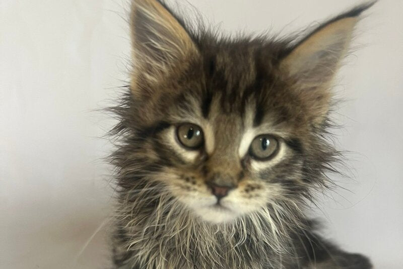 Flora Maine Coon female black tabby - live animals