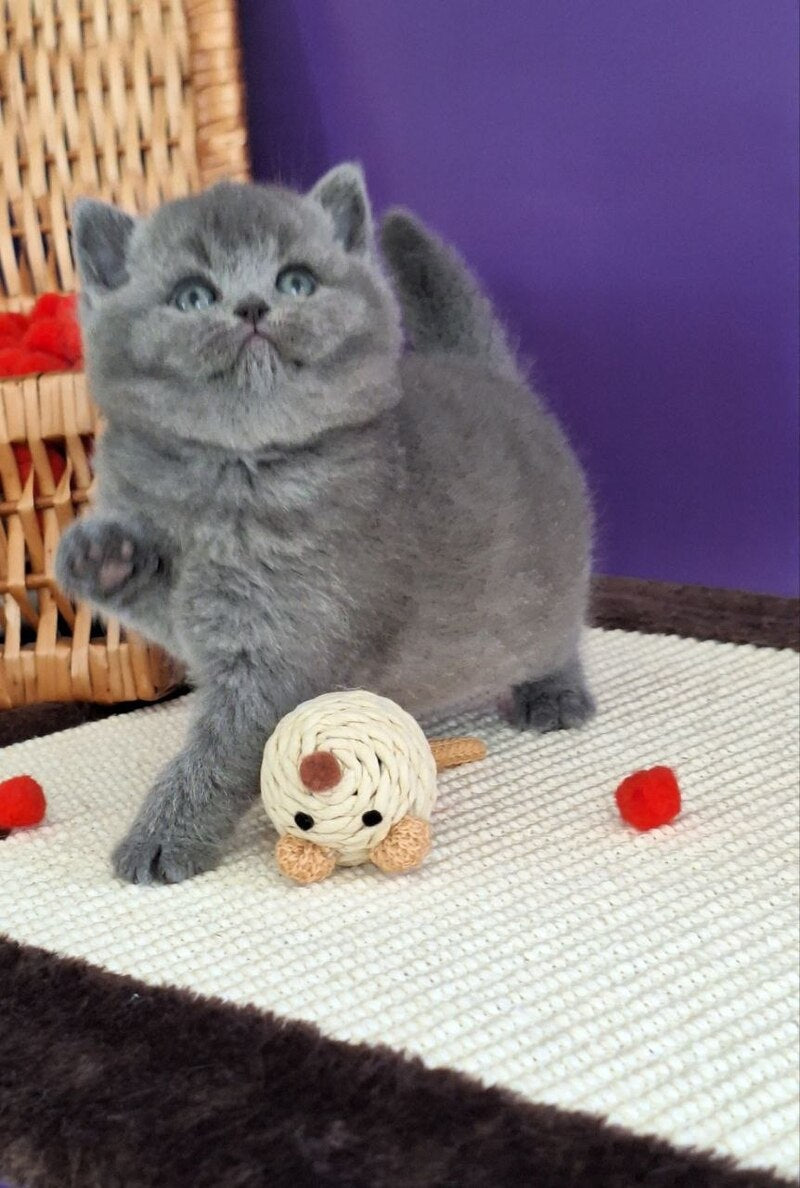 Jeremina British Shorthair female blue - live animals