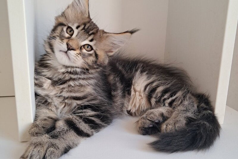 X-Archi Maine Coon male, black tabby
