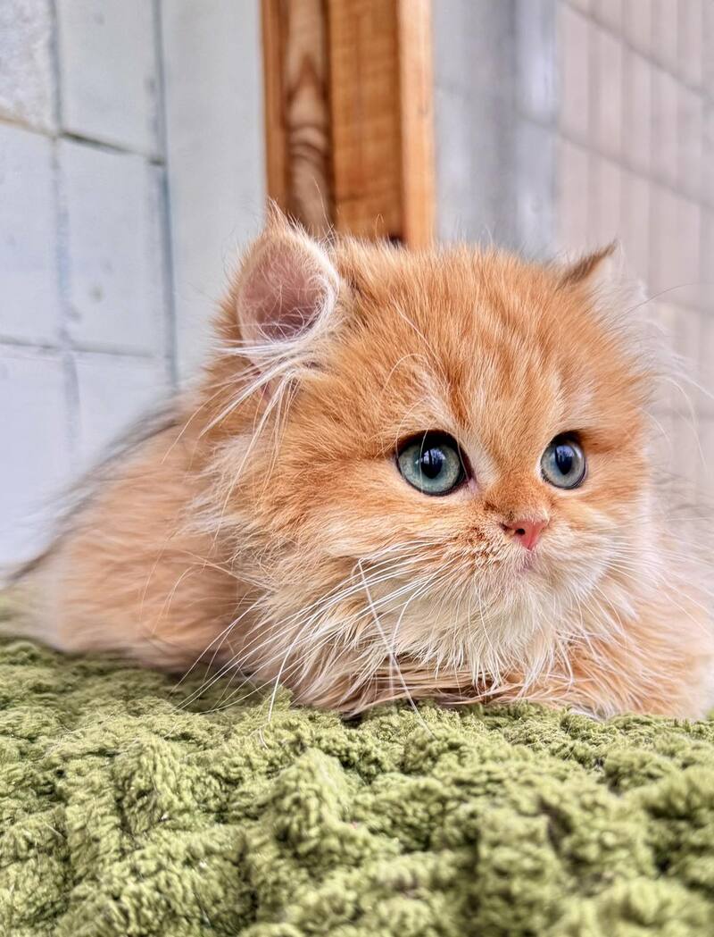 Diesel British Longhair male, chocolate golden shaded