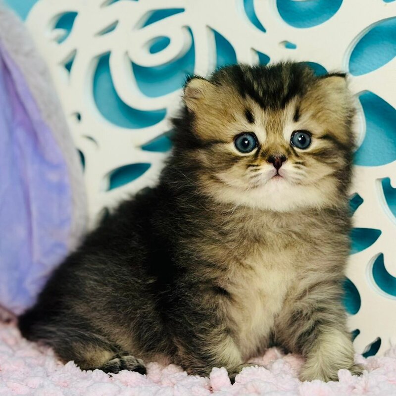 Daisy Scottish Straight female, black ticked tabby