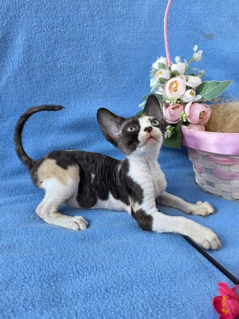 Dulcinea Devon Rex female black tortie bicolour - live animals