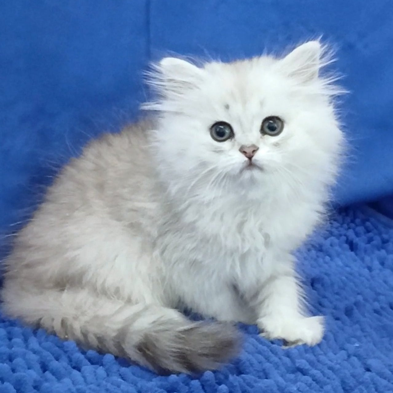 Lesly British Longhair female, black silver shaded