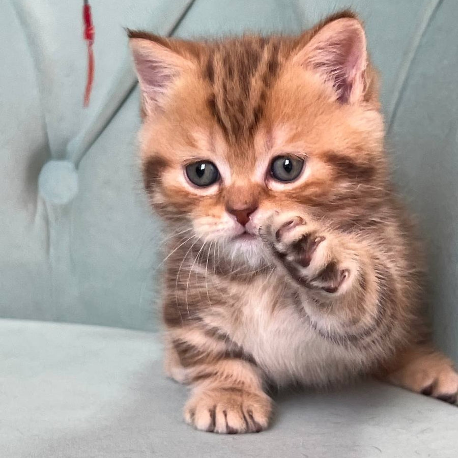 Luntik Munchkin male, chocolate tabby
