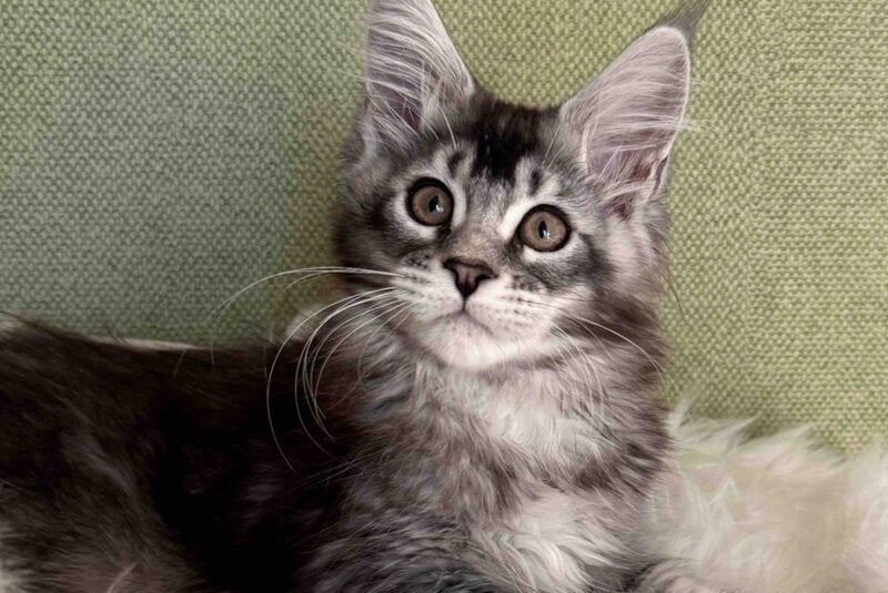 Orvel Maine Coon male polydactyl, black silver ticked tabby