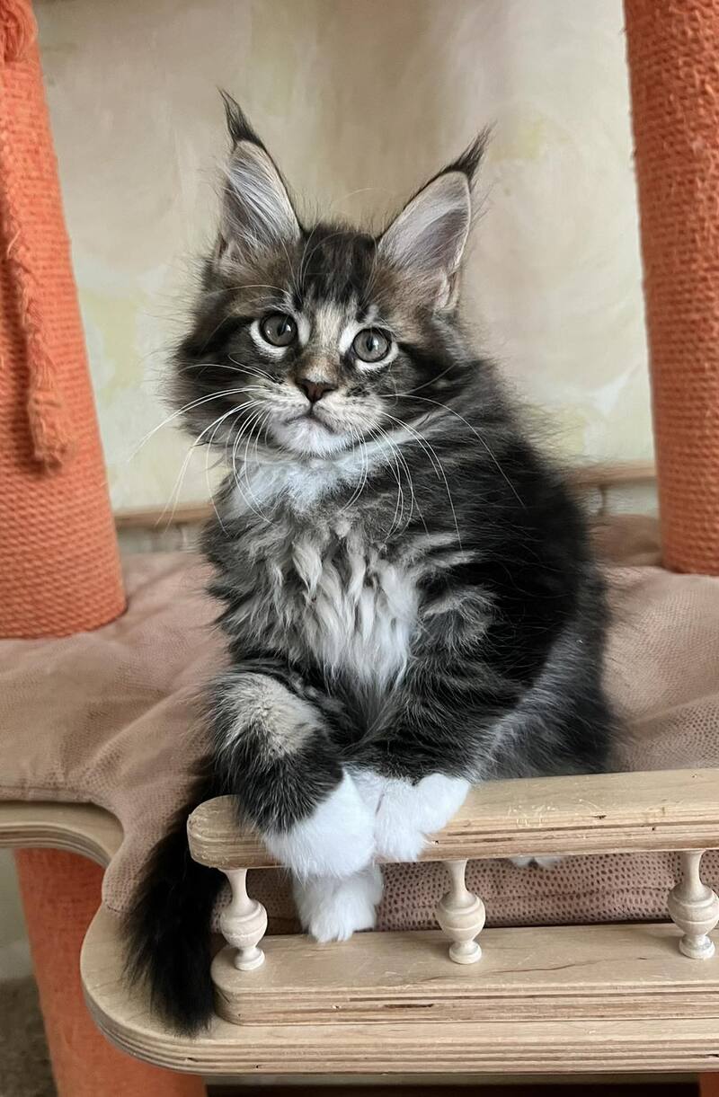 Jaime Maine Coon male, black bicolour tabby