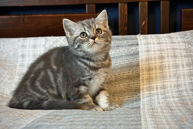 Julija Scottish Straight female, blue silver tabby