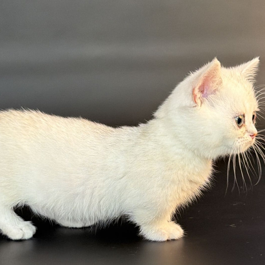 Rusty Munchkin male, black silver shaded