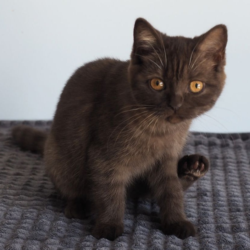 Olivia British Shorthair female, chocolate