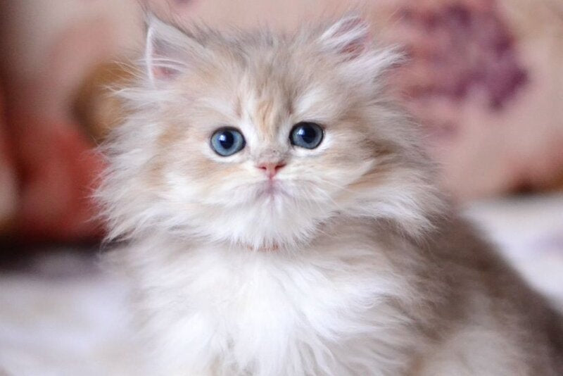Gloria British Longhair female, blue golden shaded