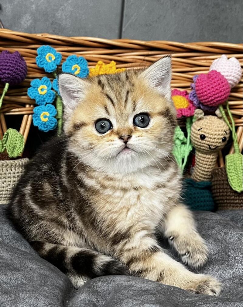 Fiona Scottish Straight female, black golden tabby