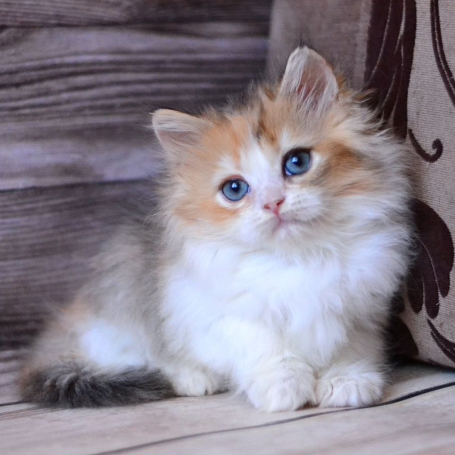 Iriska British Longhair female, black tortie bicolour