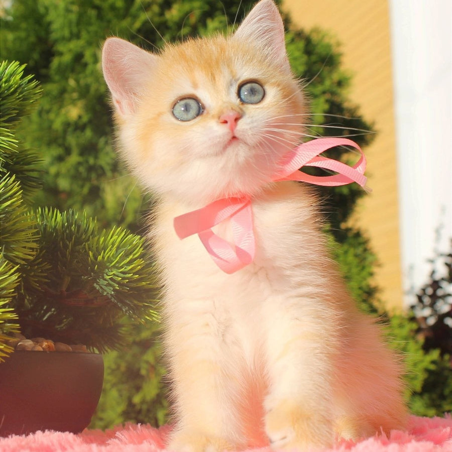 Hanna British Shorthair female, black golden chinchilla