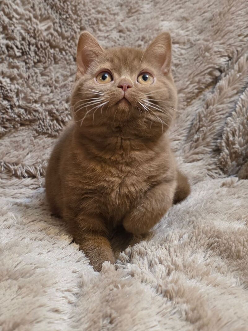 Omar British Shorthair male cinnamon - live animals