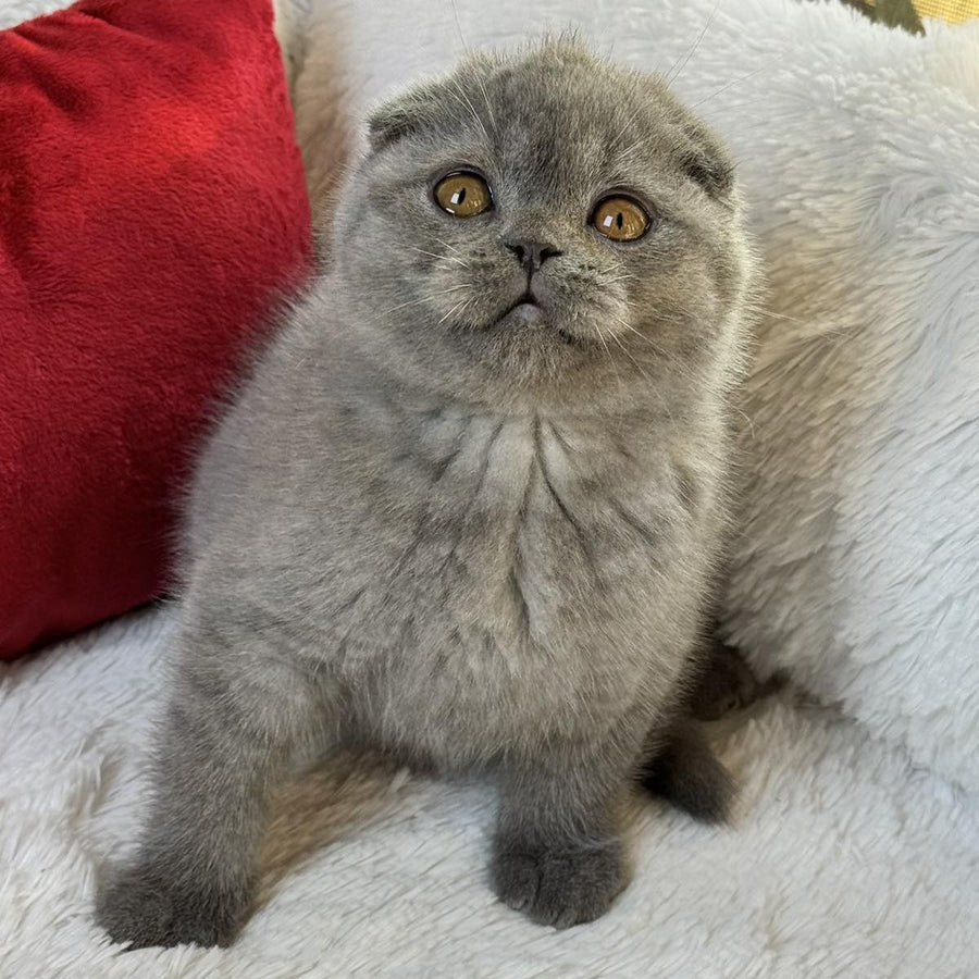 Xion Scottish Fold male, blue