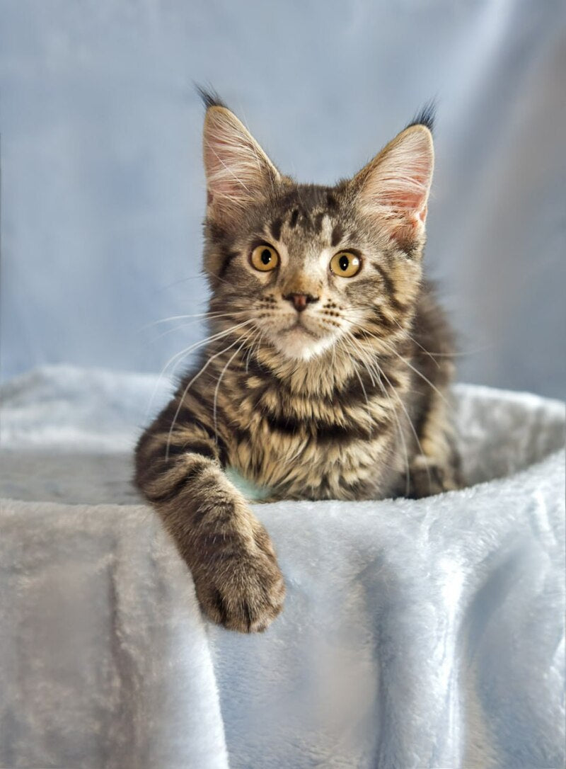 Uitni Maine Coon female, black tabby