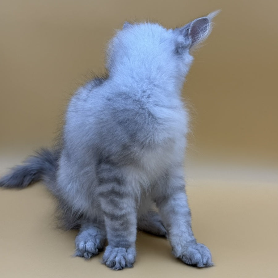 Alma's Maine Coon male, black silver spotted tabby