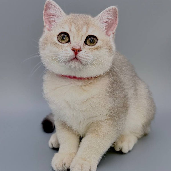 Elpati Scottish Straight female, blue golden shaded