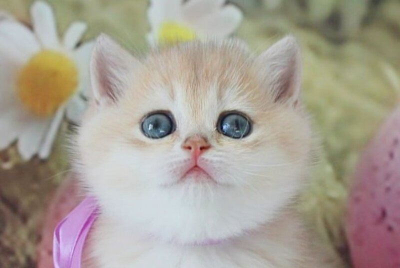 Fifa British Shorthair female blue golden chinchilla live animals