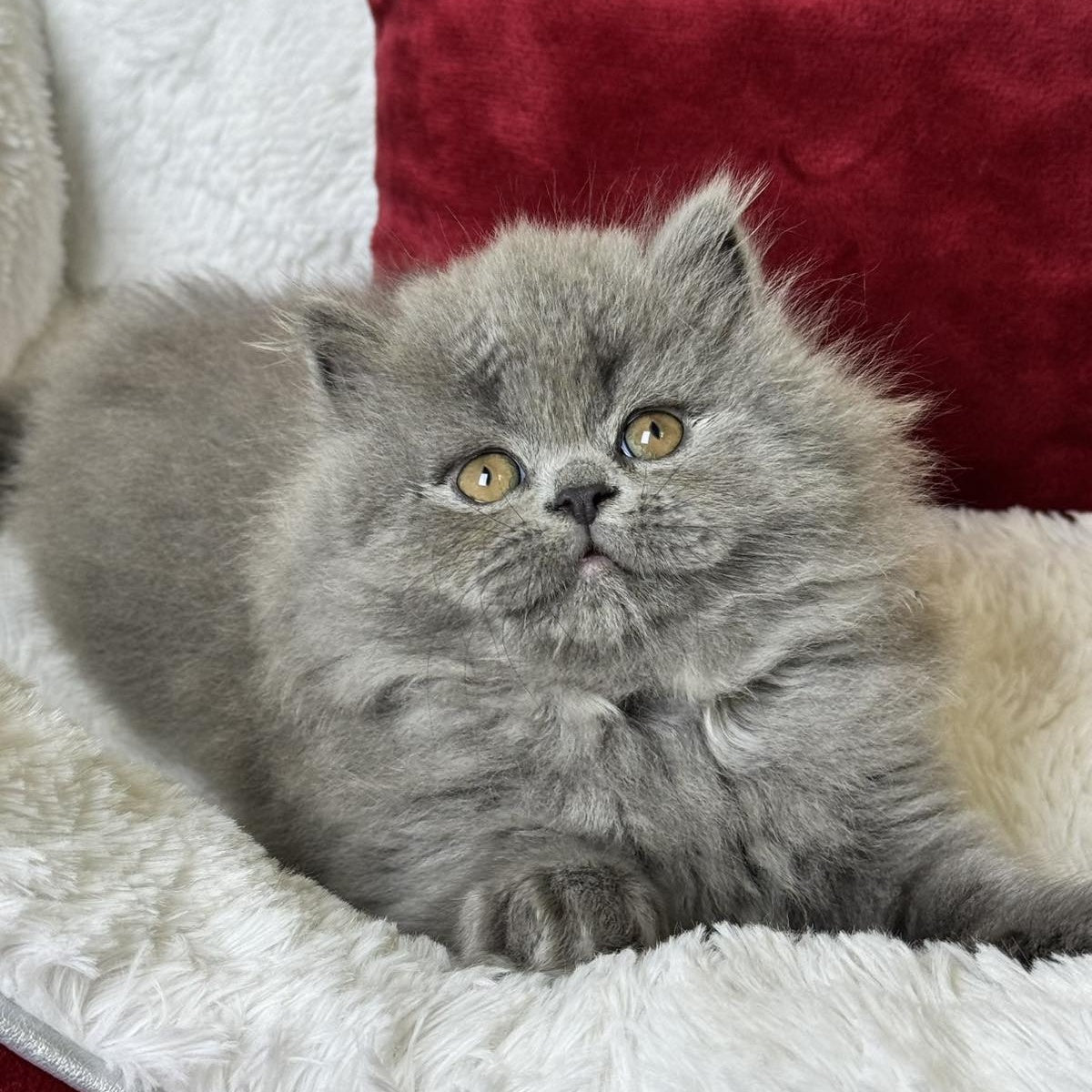 Amigo Scottish Straight male, blue