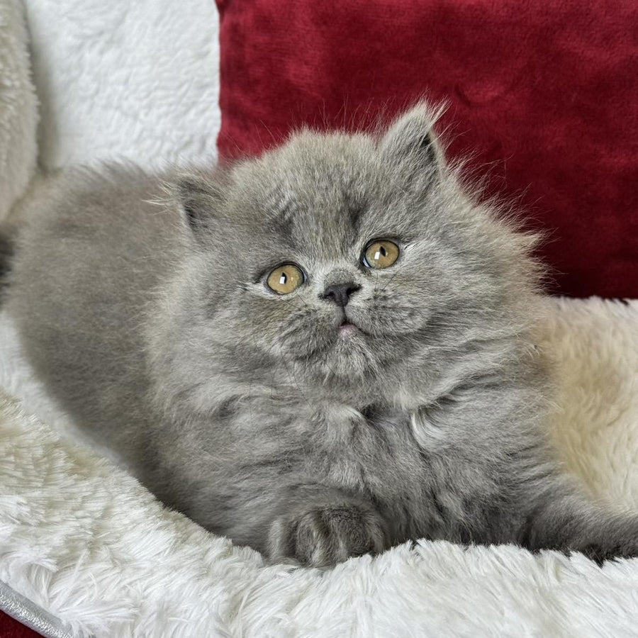 Amigo Scottish Straight male, blue