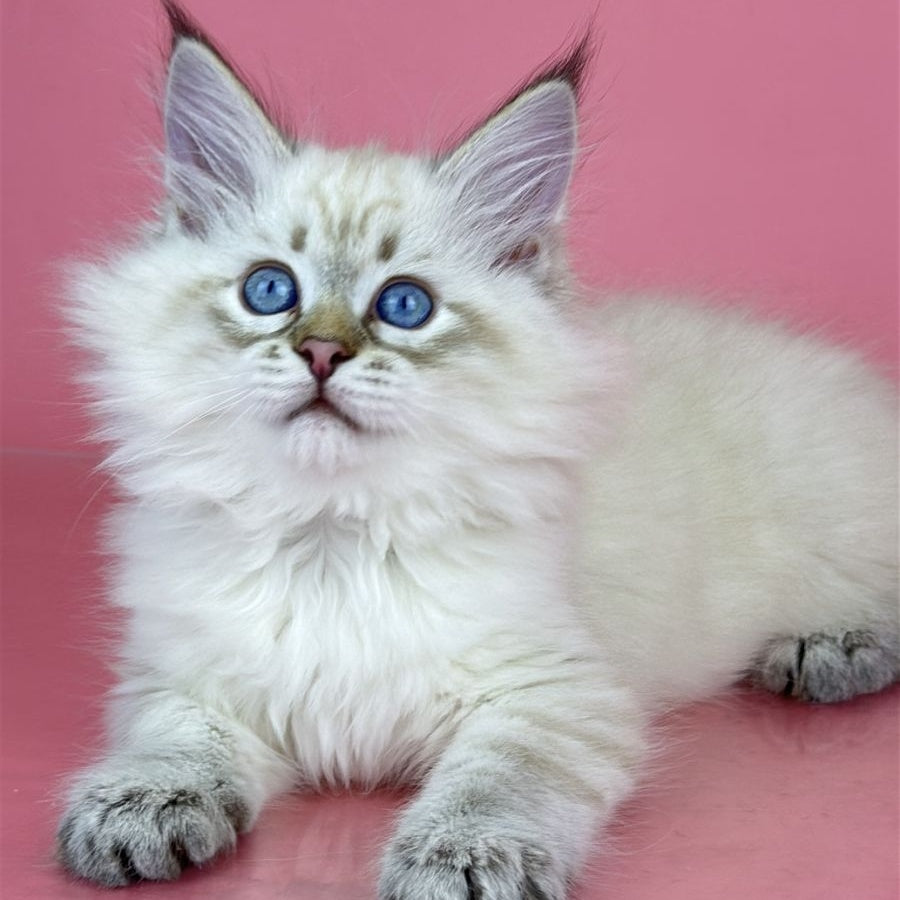 Bastian Siberian male, seal tabby pointed