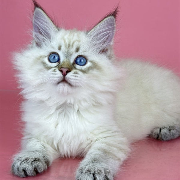 Bastian Siberian male, seal tabby pointed