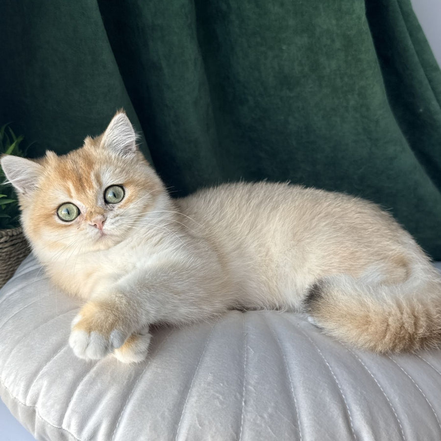 Ferdinand British Shorthair male, black golden chinchilla