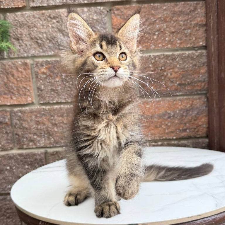 Buddy Maine Coon male, black ticked tabby