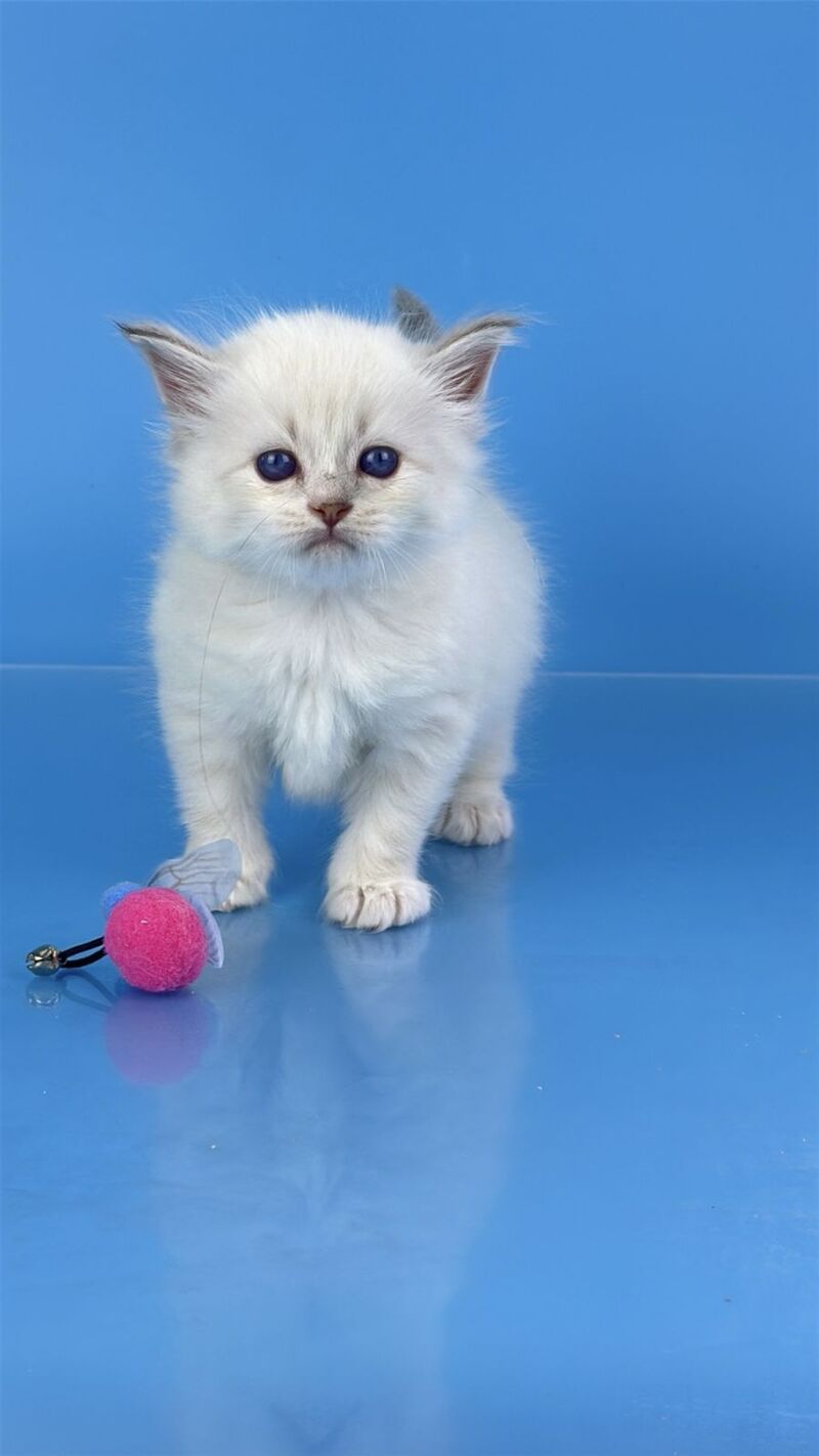 Windsor Siberian male blue tabby pointed with white - live animals